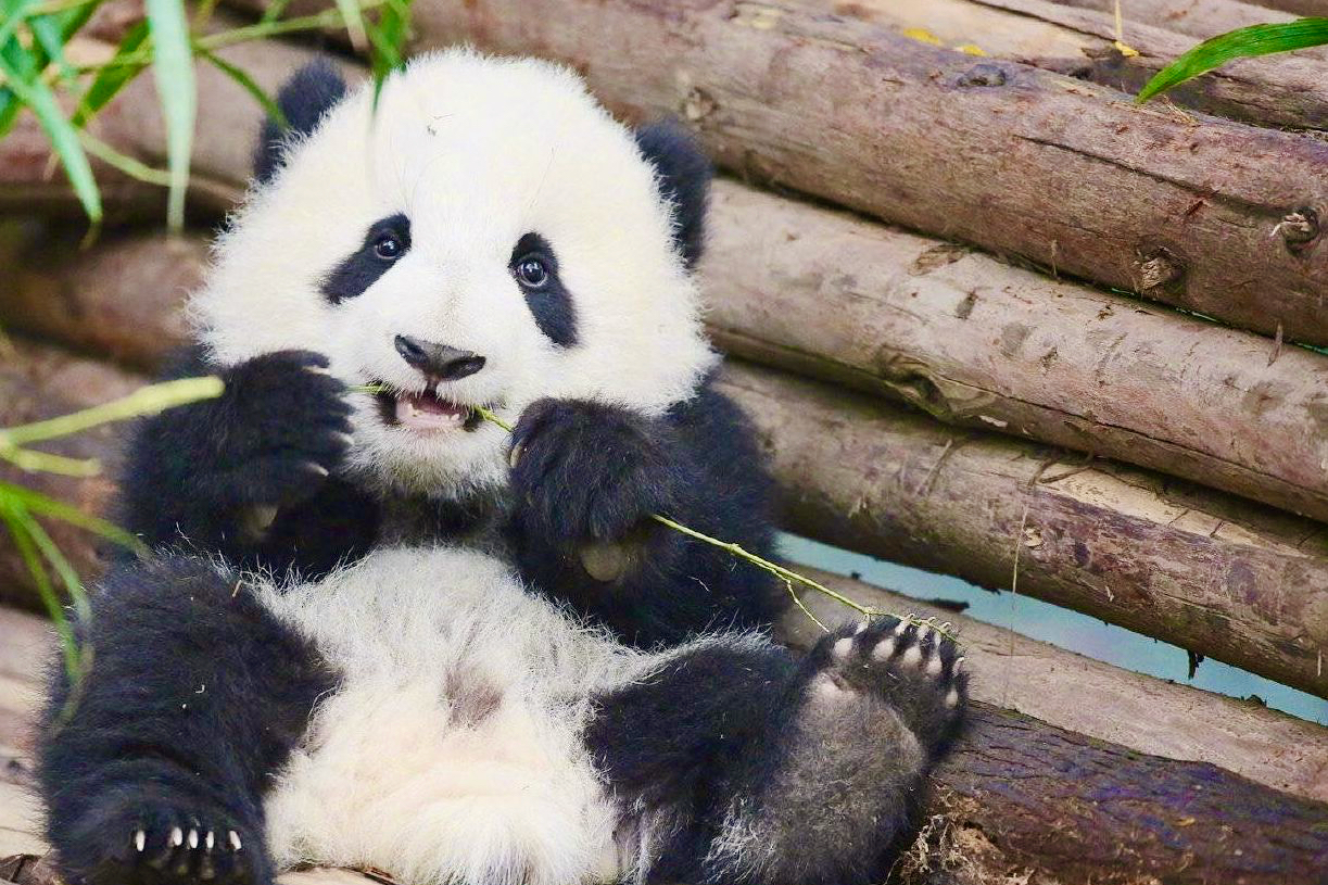 Chengdu Research Base of Giant Panda Breeding | % ΔRΔBICΔ
